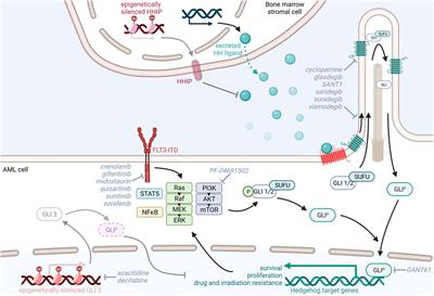 Hedgehog/GLI signaling in hematopoietic development and acute myeloid leukemia—From bench to bedside